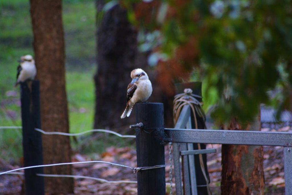 נאנופ Black Cockatoo Lodge מראה חיצוני תמונה